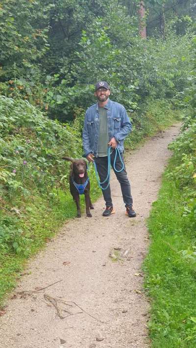 Labradorfans-Beitrag-Bild