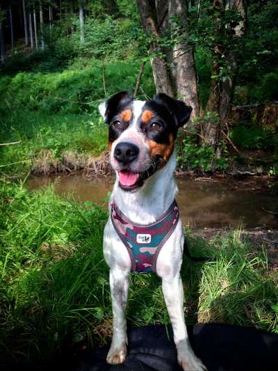 Ratonero Bodeguero Andaluz-Beitrag-Bild