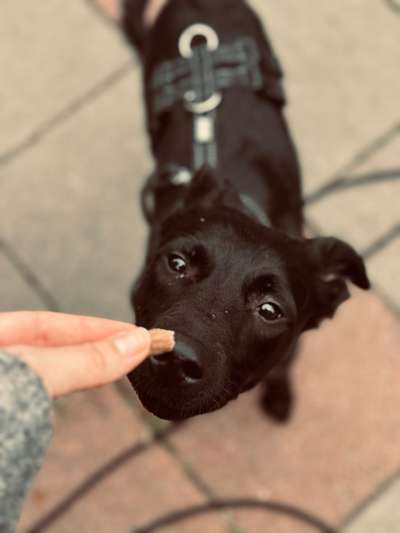 TierschutzhundeStammtisch🐕-Beitrag-Bild