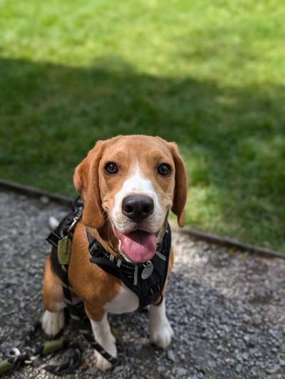 Hundetreffen-Spaziergang in Grüsch-Bild