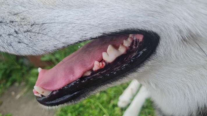 Hund gebissen-Beitrag-Bild