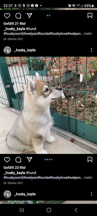 Wie heißt dein Hund?-Beitrag-Bild