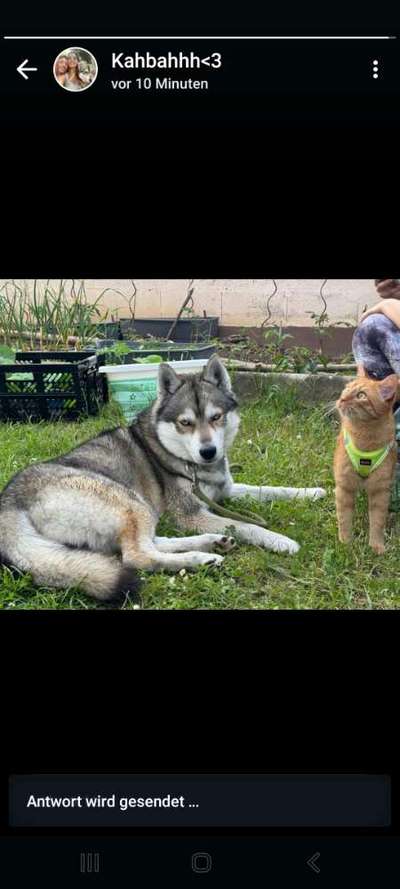 aktuelles Foto Gruppe Schlittenhunde Pforzheim/Enzkreis