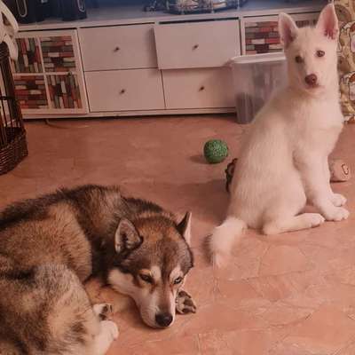 Hundetreffen-Balim sucht eine Beste Freundin zum spielen-Bild