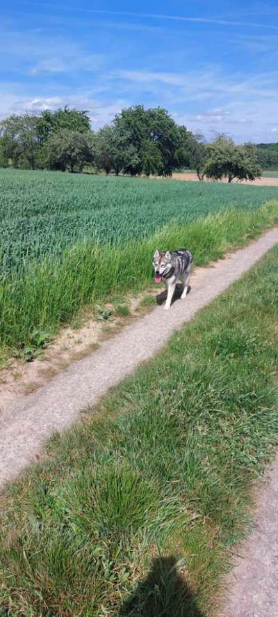 Tongue Out Tuesday-Beitrag-Bild