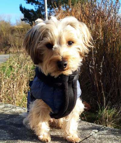 Mischlingshunde Foto Aufruf-Beitrag-Bild