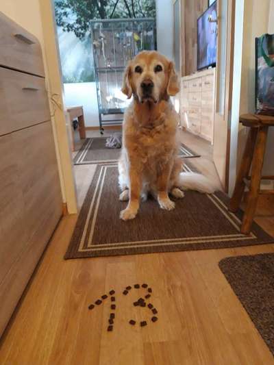 Unsere Fellnasen im Regenbogenland-Beitrag-Bild