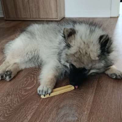 Hundetreffen-Welpentreffen für Sozialisierung-Bild