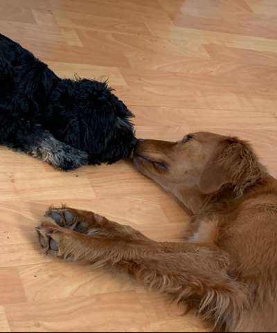 Die schönsten Hundekuschelbilder-Beitrag-Bild