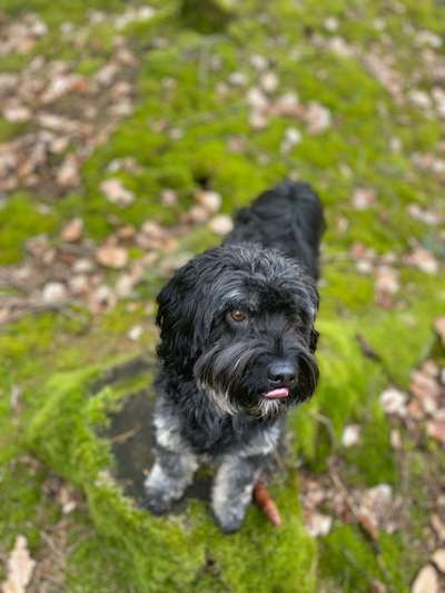 Foto -Challenge  Thema : Dein Hund Im Wald-Beitrag-Bild