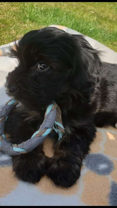 Welpen Bilder !-Beitrag-Bild