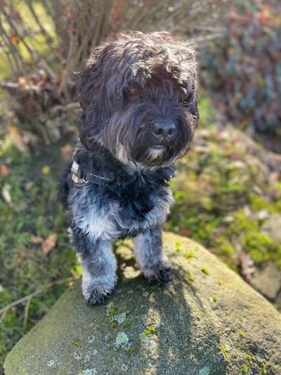 Black dogs are beautiful-Beitrag-Bild