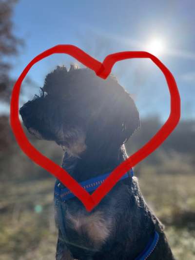 Dogorama Photo Challenge - Herzenshund-Beitrag-Bild