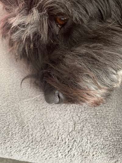 Zeigt mir die tollste Nahaufnahme von eurer Fellnase-Beitrag-Bild