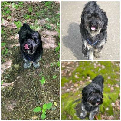 Mischlingshunde Foto Aufruf-Beitrag-Bild