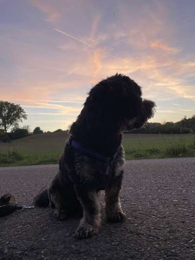 156. Fotochallenge *** DEIN HUND UND DIE WUNDERSCHÖNEN WOLKEN ***-Beitrag-Bild