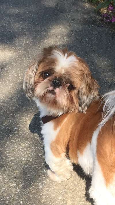 Unsere Fellnasen im Regenbogenland-Beitrag-Bild