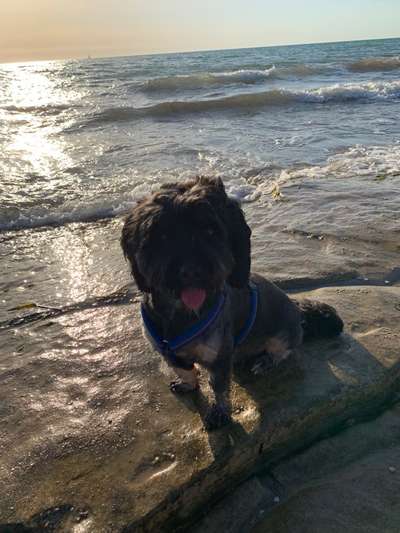 Dogorama Photo Challenge - Tierischer Urlaub-Beitrag-Bild