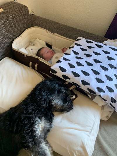 98.Fotochallange  - Hunde zeigen Zuneigung-Beitrag-Bild