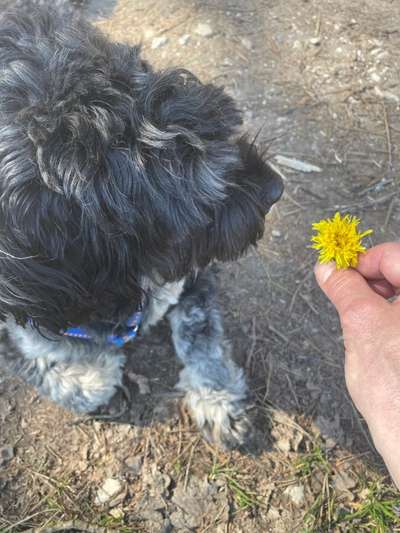 Dogorama Photo Challenge - Frühlingserwachen-Beitrag-Bild