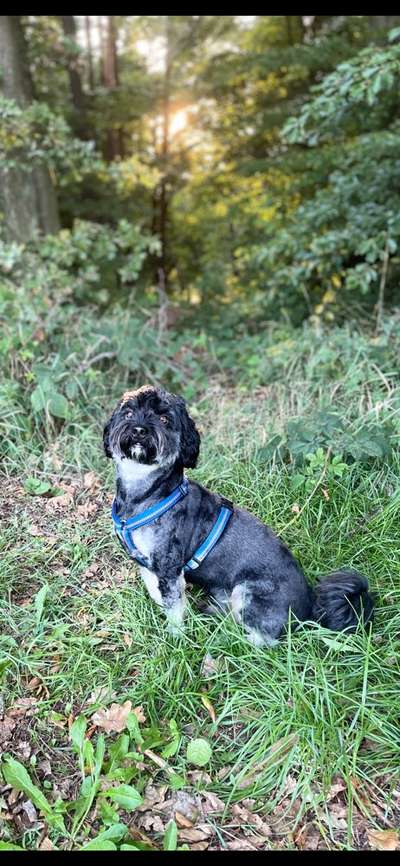 149. Foto Challenge: Wer ist hier der Boss!-Beitrag-Bild