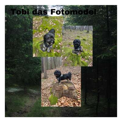 31. Collagen Challenge - Bänke/ Steine /Baumstümpfe-Beitrag-Bild