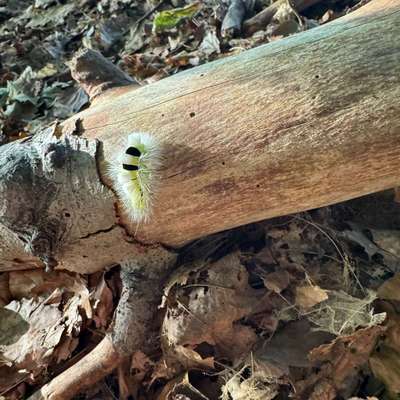Giftköder-Buchen-Streckfuß-Raupe-Bild