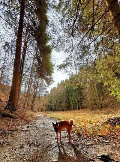 Hundeauslaufgebiet-Trebnitzgrund-Bild