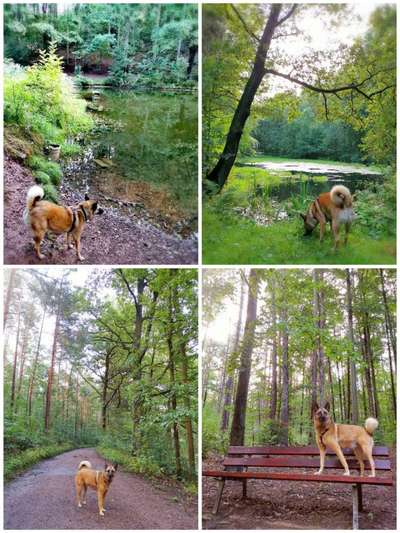 Hundeauslaufgebiet-Poisenwald-Bild