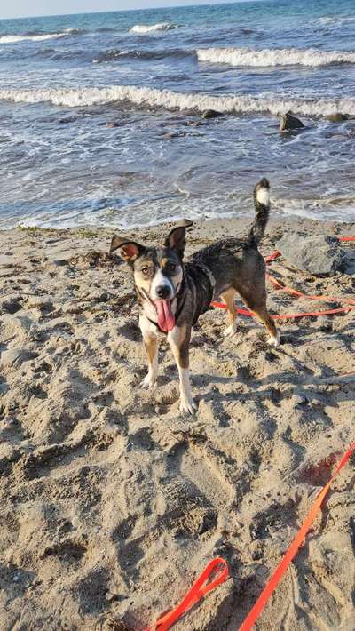 Hundetreffen-Souveräner Gassipartner gesucht-Bild