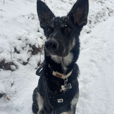 Hundetreffen-Spaß und spielen-Bild