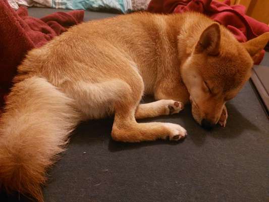 HD, PL und Athrose mit nicht mal 2 Jahren.-Beitrag-Bild