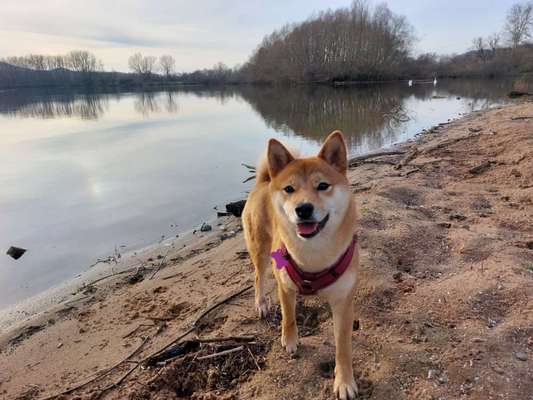 HD, PL und Athrose mit nicht mal 2 Jahren.-Beitrag-Bild