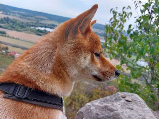 Shiba Inu und andere japanische Rassen!-Beitrag-Bild