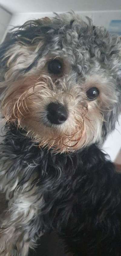 Havapoo (Havaneser Pudel mix)-Beitrag-Bild