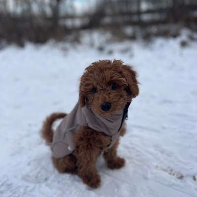 Hundetreffen-Spiel- & Gassirunde Welpentreffen / Hundetreffen 🐶-Bild