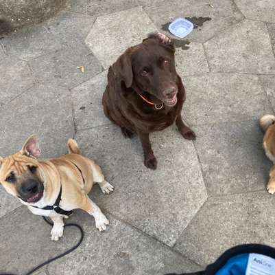 Hundetreffen-Spielen und gassi-Bild