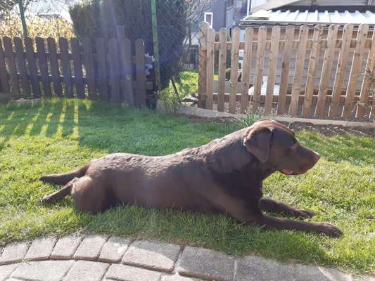 Zeichnungen eurer Hunde-Beitrag-Bild