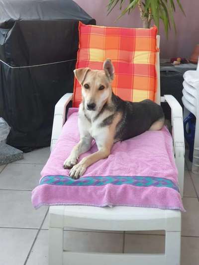 Körbchen / Hundebett-Beitrag-Bild