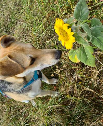 Fotochallange 63: "Dein blühendes Hündchen"-Beitrag-Bild