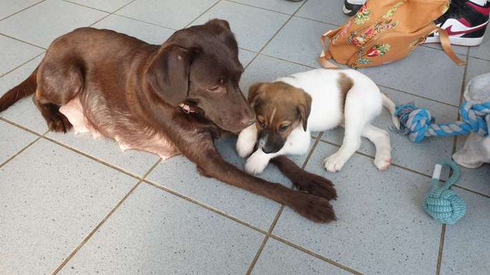 Wie kamst du zu deinem Hund?-Beitrag-Bild