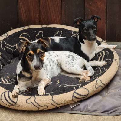 Hundetreffen-Spiel & Spaß-Bild