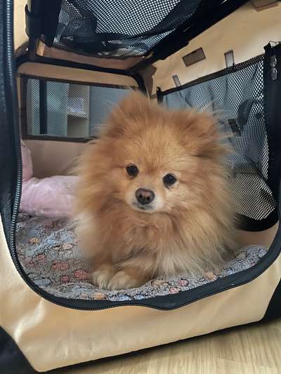 TierschutzhundeStammtisch🐕-Beitrag-Bild