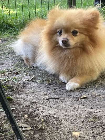 TierschutzhundeStammtisch🐕-Beitrag-Bild