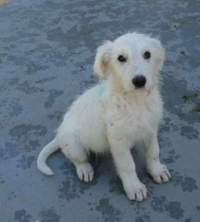 Welpen Bilder !-Beitrag-Bild