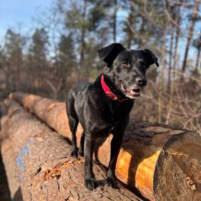 Hundetreffen-Spielpartner-Bild