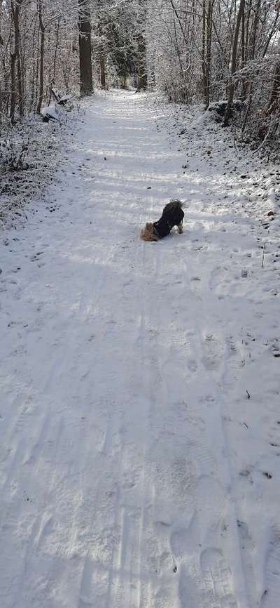 Cane corso krank?-Beitrag-Bild