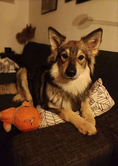 Mischlinge raten - Rätselspaß-Beitrag-Bild