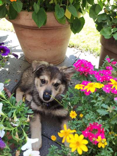 Welpen Bilder !-Beitrag-Bild