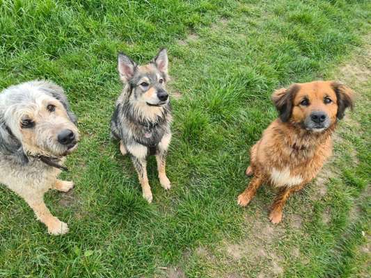 Zeigt her eure Junghunde :)-Beitrag-Bild